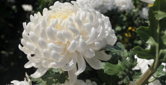 Hiệu quả của hoa cúc Nhật Bản (hoa Kiku) trong việc điều trị gout