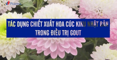 Tác dụng chiết xuất hoa cúc Kiku Nhật Bản trong điều trị gout