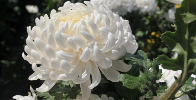 Hiệu quả của hoa cúc Nhật Bản (hoa Kiku) trong việc điều trị gout